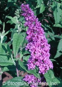 Buddleia davidii 'Niche's Choice'